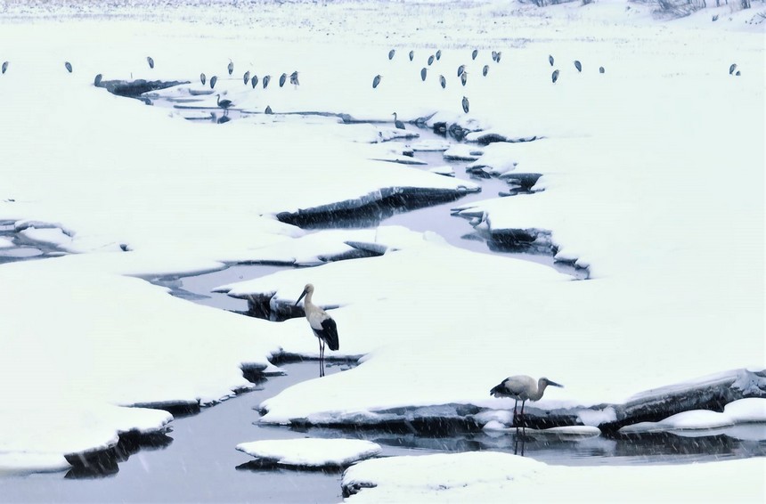 黑龙江饶河：乌苏里江湿地候鸟上演“冰雪之舞”